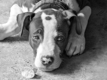 Close-up portrait of dog lying down