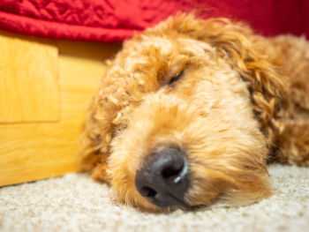 Close-up of dog sleeping on rug at home