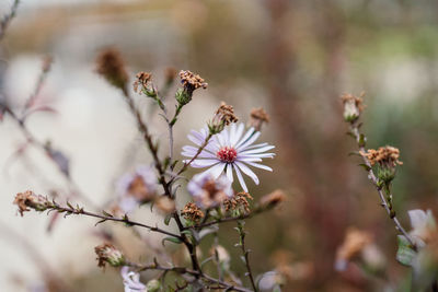 Close-up of cherry blossoms