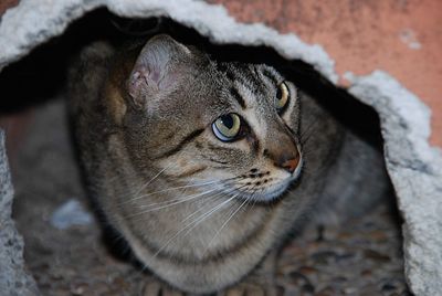 Close-up of a cat looking away