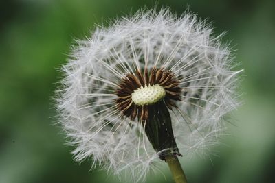 Close-up of dandelion flower