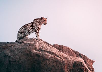 Low angle view of tiger