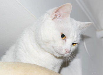 Close-up portrait of a cat