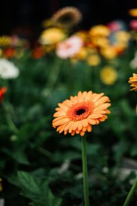 Close-up of daisy on field