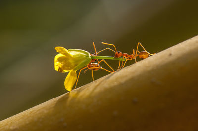 Close-up of insect on flower