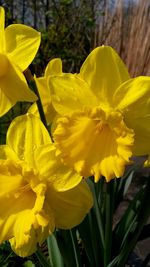 Close-up of yellow flowers blooming outdoors