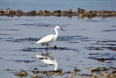 Bird perching on beach