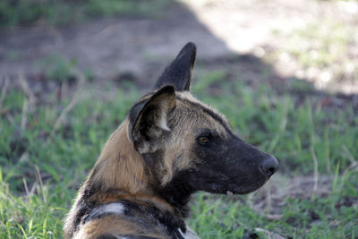 A pack of wild dogs relaxing in the shade in selous game reserve, tanzania