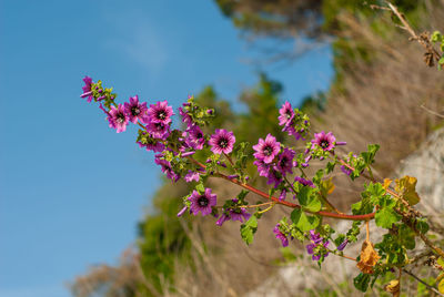 Low angle view of pink flowering plant against sky