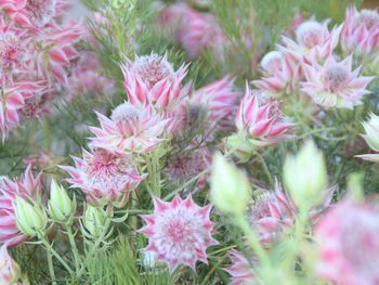 Close-up of pink flowering plants on field