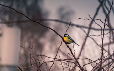 Bird perching on twig