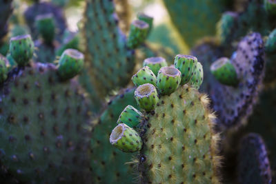 Close-up of prickly pear cactus