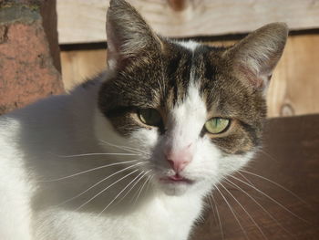 Close-up portrait of a cat