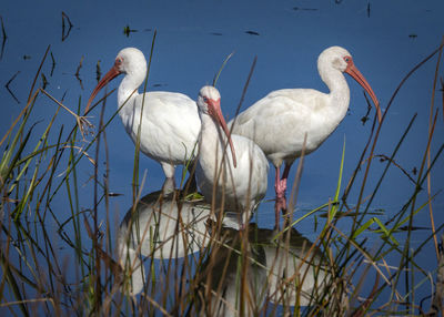 Close-up of bird