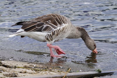 Side view of greylag goose drinking water at lakeshore
