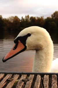 Close-up of bird