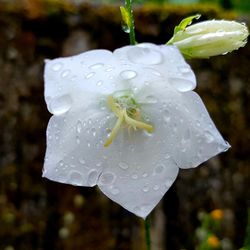 Close-up of water drops on flower