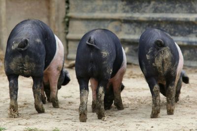 Rear view of pigs