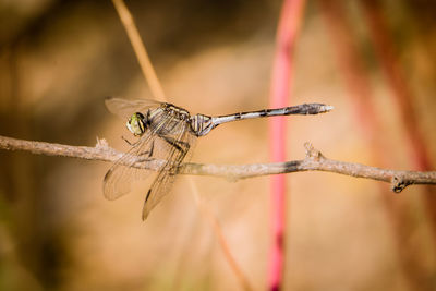 Close-up of dragonfly on twig