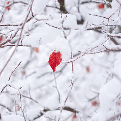 Close-up of frozen flower tree during winter
