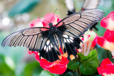 Close-up of butterfly on flowers