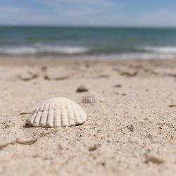 Close-up of shells on beach