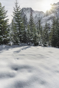 Snow covered land and trees against sky