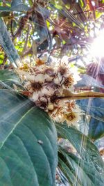 Close-up of insect on plant