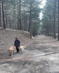 Dog walking on street amidst trees in forest