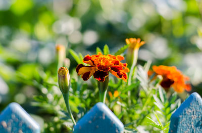 Close-up of honey bee on red flowers