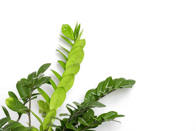 Close-up of plant against white background