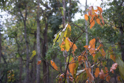 Low angle view of autumnal leaves against trees
