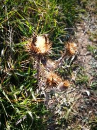 Close-up of thistle flowers