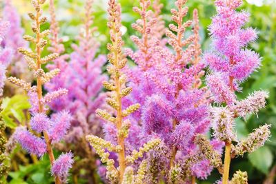 Close-up of pink flowers