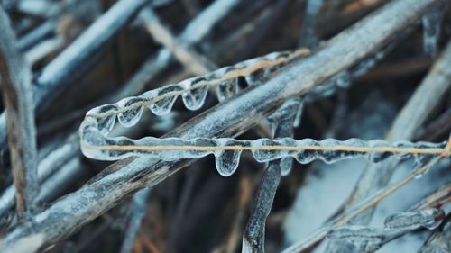 Close-up of icicles on fence