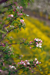 Close-up of pink flowering plants