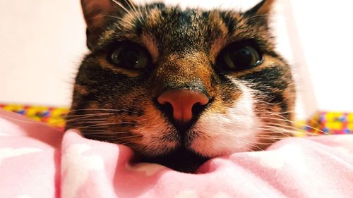 Close-up portrait of cat on bed at home