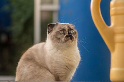 Close-up of a cat looking away
