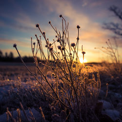 Brightly lit frozen, snow covered plants during the sunrise hour. 