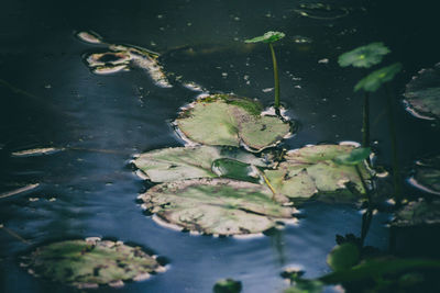 High angle view of turtle in lake