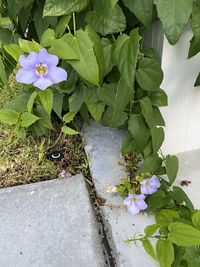 High angle view of purple flowering plants