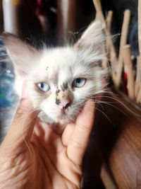 Close-up portrait of kitten