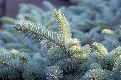 Close-up of pine tree branch during winter