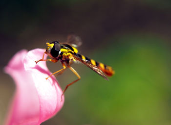 Close-up of insect pollinating on flower