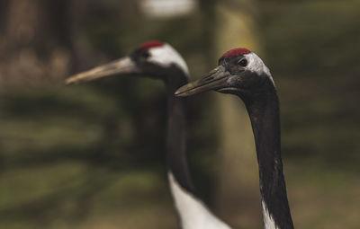 Close-up of cranes looking away