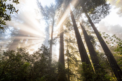 Low angle view of sunlight streaming through trees in forest