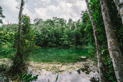 Trees growing in forest against sky