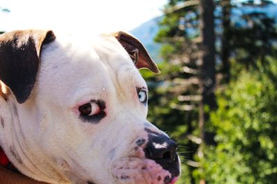 Close-up portrait of a cat