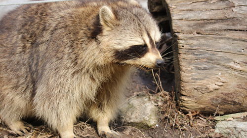 Close-up of animal lying on rock