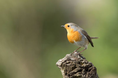 Close-up of bird perching on a tree